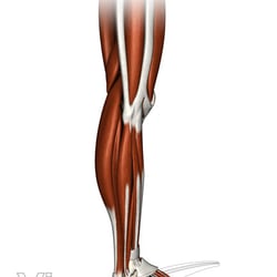 Beinmuskulatur