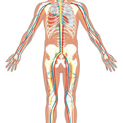 Bio-Medizin-Illustrationen