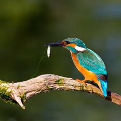 Erfolgreiche Jagd