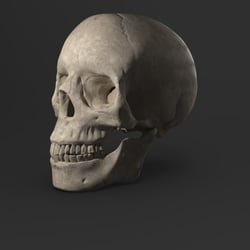 Skull