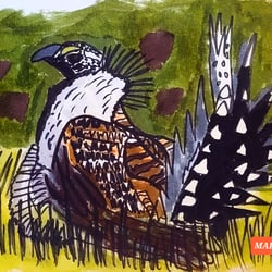 Septembird 23 – Tag 16 – Vogel:Greater Sage Grouse (Beifusshuhn).