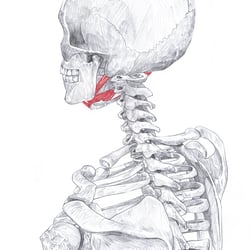 Anatomische Zeichnung