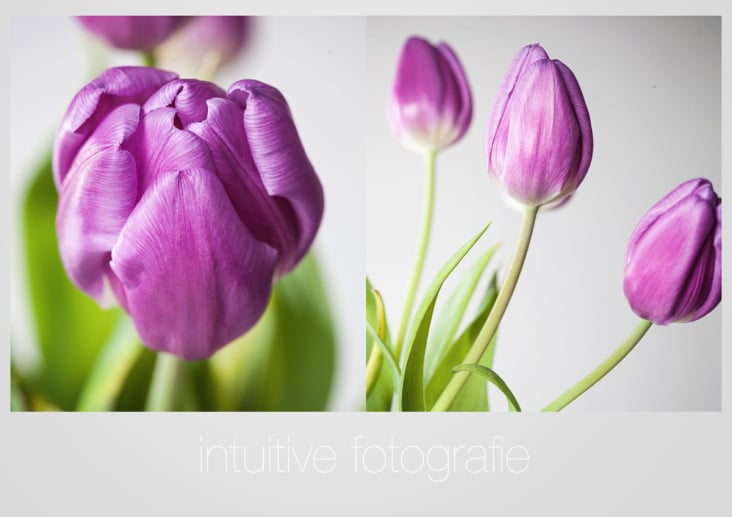 Tulpen