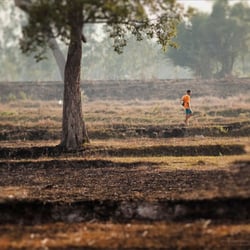 Dry rice fields of Isaan