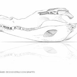 ANATOMIA