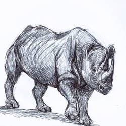 Spitzmaulnashorn