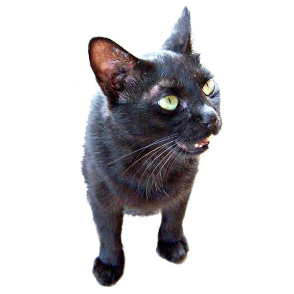 Katze