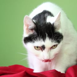 Bastet the Beauty Cat 30. Okt. 2012