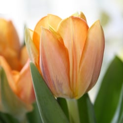 Tulipan