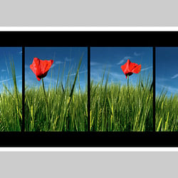 Fotografie-Natur