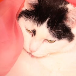 Bastet the Cat 2012 Teil 04