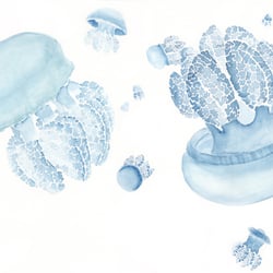 Quallen blau
