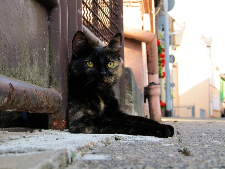 3332 Katze