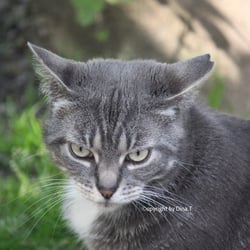 Cat Juli 2014 © by Dina.T