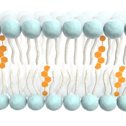 Cholesterol in membrane