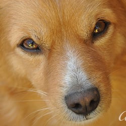 Treuer Hundeblick