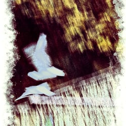 Fine Art