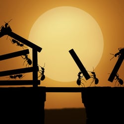 Tier und Pflanzenwelt Photoshop