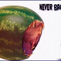 Never Back Down