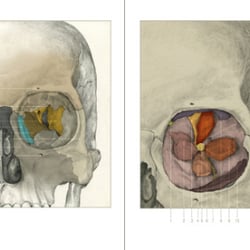 Muskulatur und Bewegungen der Augen | 1