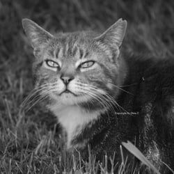 Cat 2014 Foto Übung