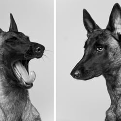 Malinois