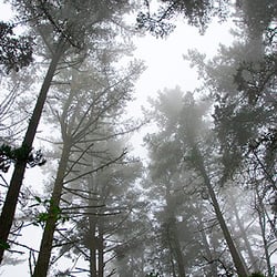 Moody Forrest