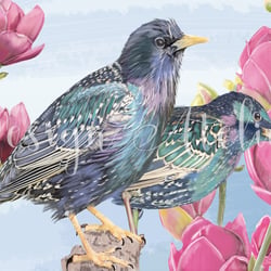 Birds 04