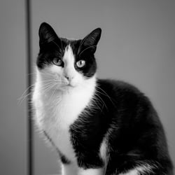 One more view straight to the camera. B&W Cat