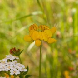 Blume