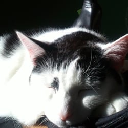 Bastet