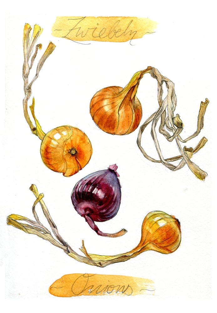 Zwiebeln – Aquarell