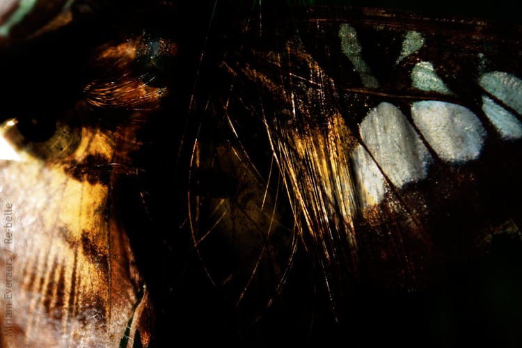 Aus der Reihe „psychodelic butterfly portraits“