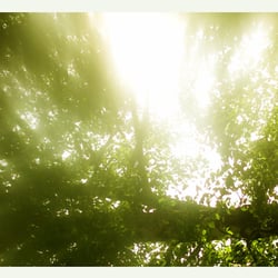 Baum