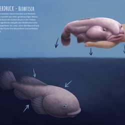 Blobfisch für das LWL Naturkundemuseum Münster