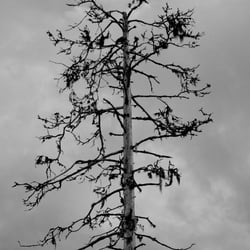 Schwedischer Baum