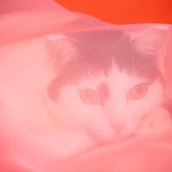 Bastet the Cat 2012 Teil 04