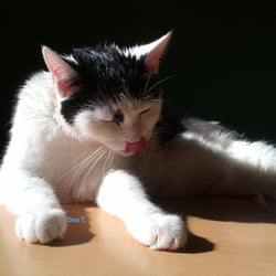 Bastet