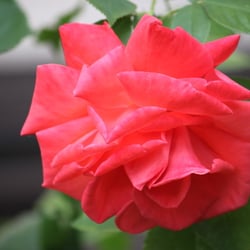 Natur 2012 Blumen Rosen
