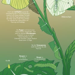 Kohlweissling  Infoposter