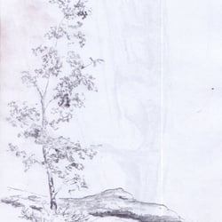 Birke