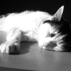 Bastet in Black and White 02