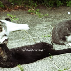 CAT S  AUG . 2014