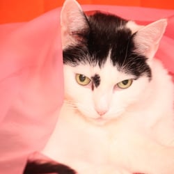 Bastet the Cat 2012 Teil 03
