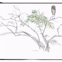 Marabu im Baum