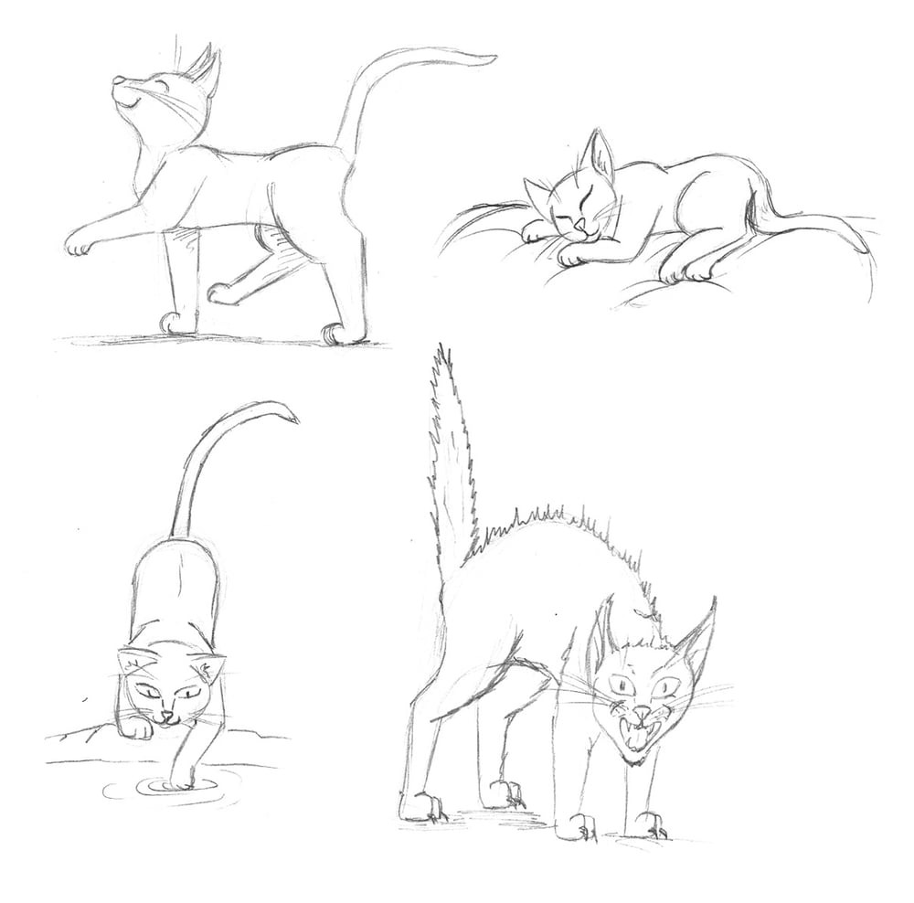 Katze