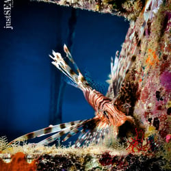 Underwater – Wide Angle Photography