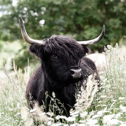 Highlandcattle-Rind / Züchtershooting