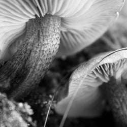 pilz welt16