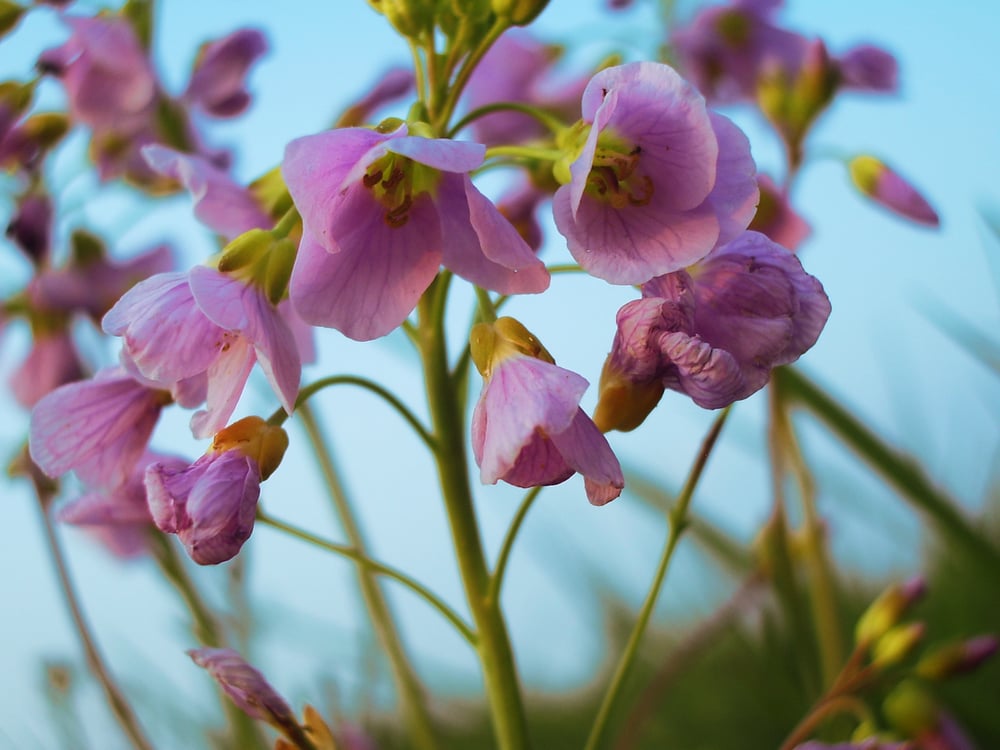 Natur – Makrofotografie